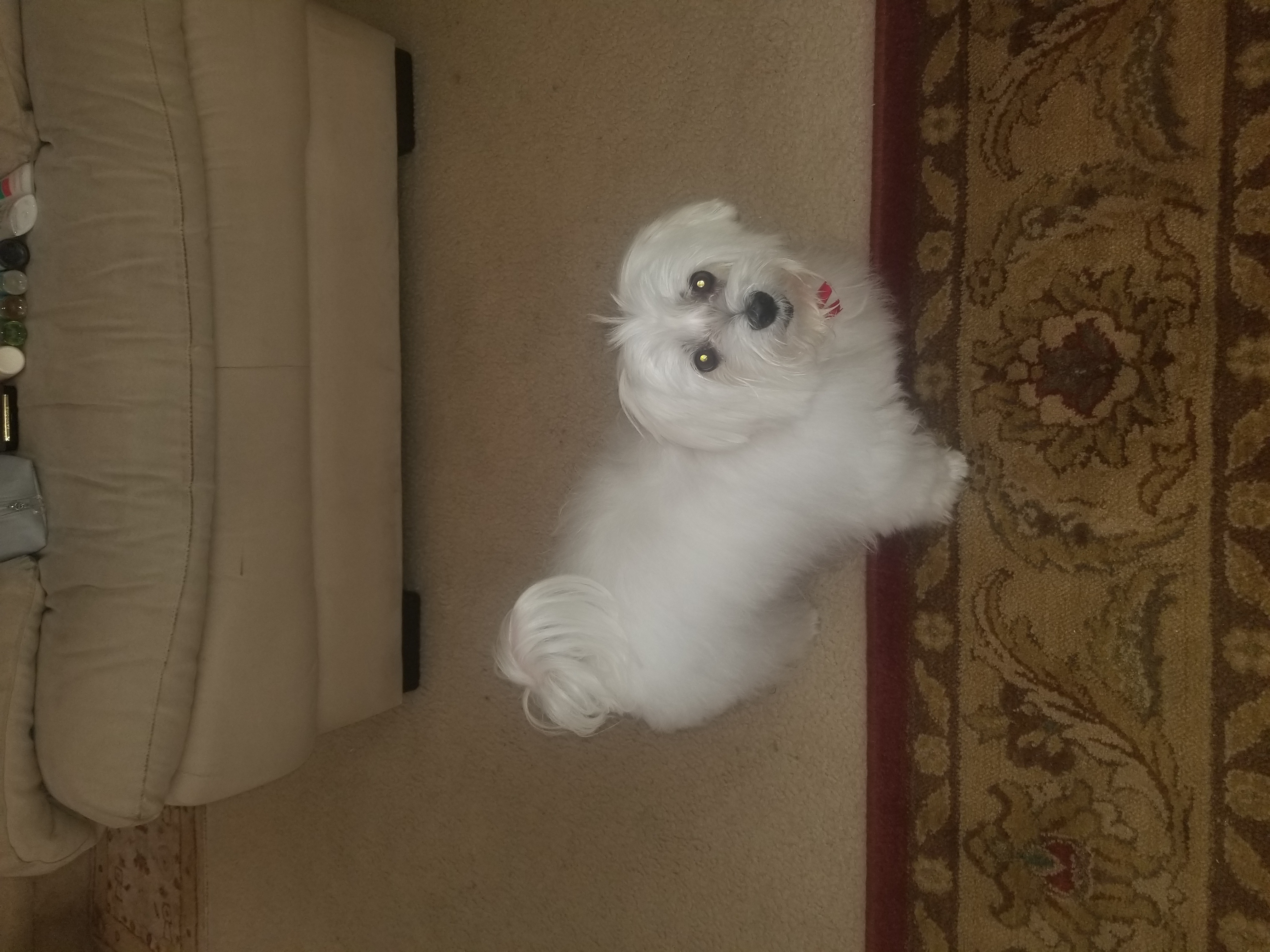 Biscotti